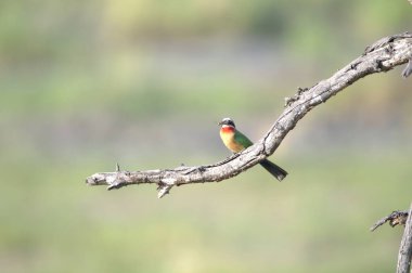 Arı yiyici (merops apiaster) Almanya 'da
