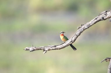 Güzel bir kuşun yakın çekimi.