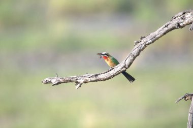 Erkek arı - Kruger Ulusal Parkı, Güney Afrika 'da