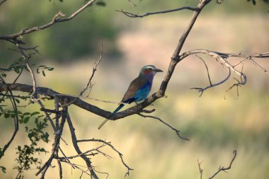 Bir ağacın dalındaki kuş.