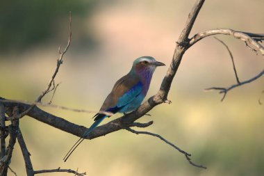 blue - breasted roller ( roller acias garlus ) in kruger park, south africa