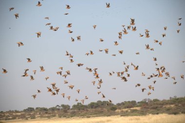 Savanada kuş sürüsü
