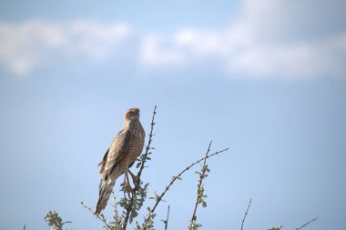 kırmızı bacaklı şahin (ruviis ruteo ruteo) doğal ortamda vahşi doğada