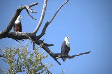 Doğadaki güzel kuşun manzarası