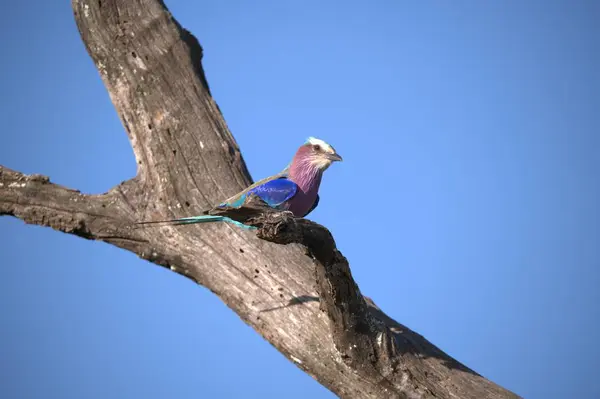 Daldaki güzel renkli bir kuşun yakın çekimi.