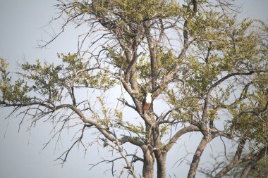 Doğada ağaç dalları, bitki örtüsü