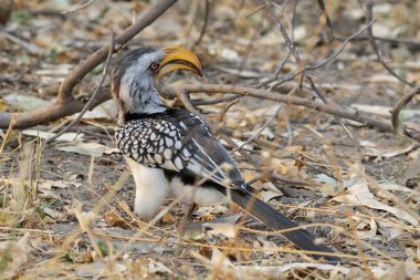 Siyah - destekli çakal - Botswana 'nın güneyinde Vops somsomus.