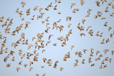 Gökyüzünde uçan güvercin sürüsü