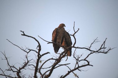 Ormanda kızıl uçurtma