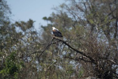 Beyaz kuyruklu kartal Florida 'da