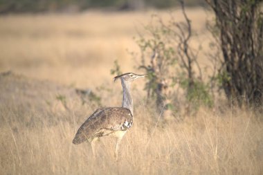 Çimenlikteki güzel bir kuşun yakın plan çekimi.