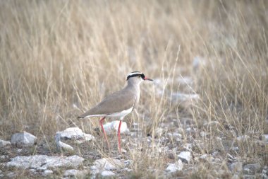 kırmızı - kanatlı plovlus (plomanmanmanmanus )
