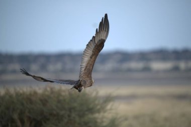 Siyah kuyruklu kartal uçuyor. Doğal yaşam alanı.