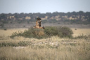 Çöldeki bir kartalın yakın çekimi.