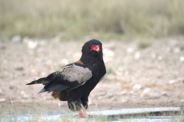 kırmızı tavuk (phoyicopterus rulus )