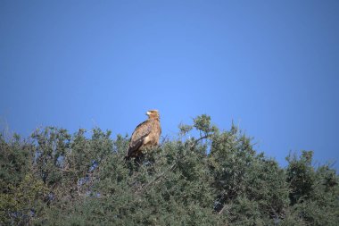 Kartal vahşi doğada