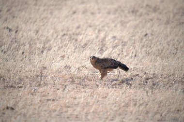 Doğadaki vahşi kuş, doğal yaşam alanı