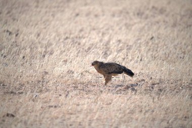 Yaygın akbaba (buteo buteo) tarlada yürüyor