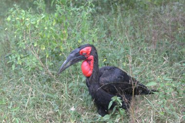 Hayvanat bahçesinde bir kuş