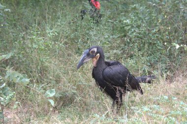 siyah - vahşi doğada taçlandırılmış boynuz gagası