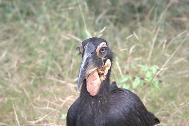 bir yakın çekim bir Pelikan kadar