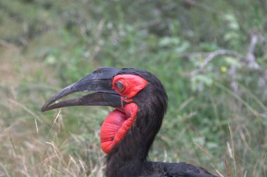 Doğadaki güzel kuşun manzarası