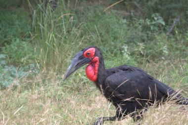 Çimlerin üzerinde duran büyük kırmızı leylek (ciconia ciconia)