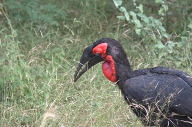 Hayvanat bahçesindeki kara leylek.