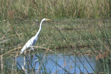 Sudaki beyaz balıkçıl