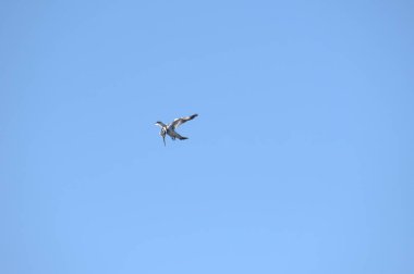 Açık havada mavi gökyüzünde uçan bir martı.