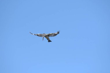 Gökyüzünde uçan kuş