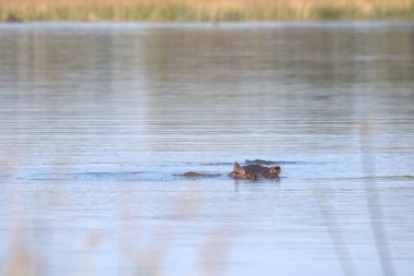 Sudaki vahşi ördekler