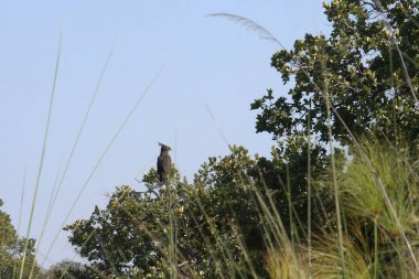 Büyük gri baykuş, Ardea Alba, ormandaki bir ağaçta duruyor.