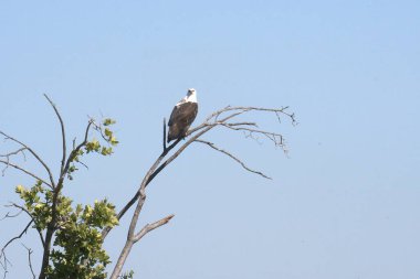 Gölün ortasındaki kütüğe tünemiş kel bir kartal..