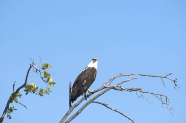 Kel kartal ağaca tünemiş