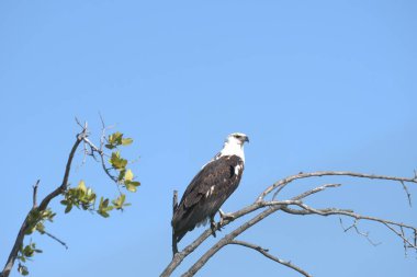 Ağaçta avlanan bir kartal