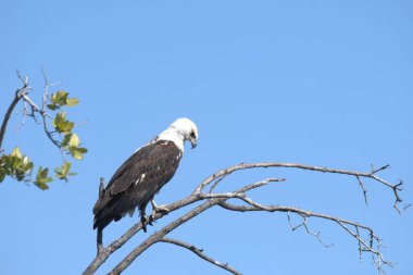 Kel kartal (halietus leucocophalus), Florida Ulusal Parkı 'ndaki ağaçta tünemiş.