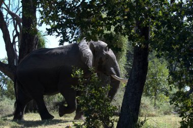 Fil (xota africana), Botswana 'daki Chobe Ulusal Parkı' nda yürüyor..