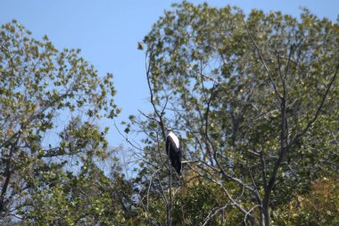 Kara Kanatlı Kartal (aeaeus aaaaus), Los Angeles 'ın kurak bölgesinde, sığınağın ulusal parkında.
