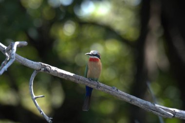 Ormanda mavi arı yiyici (cymerops apiaster)