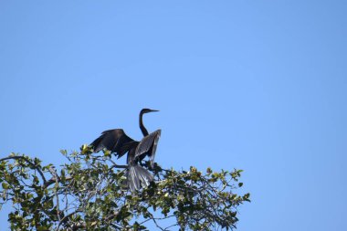 Büyük mavi balıkçıl (dea herodea) Florida 'daki ulusal curacao parkında bir ağaçta uçuyor.