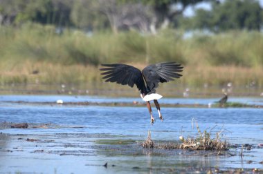 büyük balıkçıl (ardea alba )