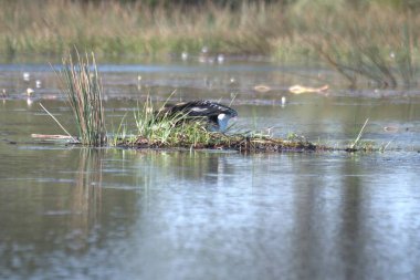Göldeki siyah başlı balıkçıl balığının yakın plan fotoğrafı.