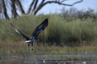 Göl manzaralı kuş, vahşi doğa.
