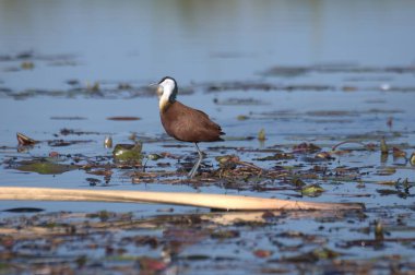Büyük mavi balıkçıl su