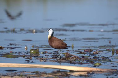 Doğada beyaz ördek, vahşi yaşam, vahşi yaşam.