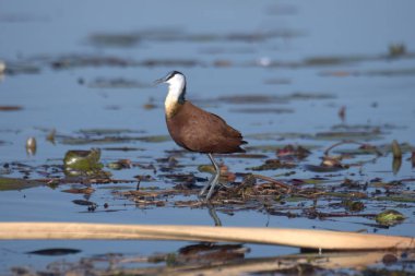 Bir kuşun yakın plan çekimi.