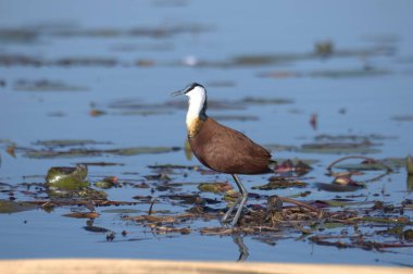 Büyük balıkçıl, Ardea Alba, gölün sularında, sabah