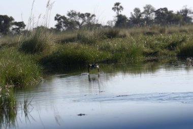 Sudaki bir kuşun güzel bir görüntüsü.