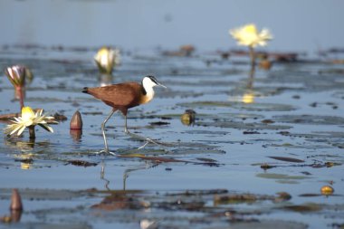 Güzel bir kuş manzarası